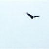 Der Condor! gesehen in Mojanda